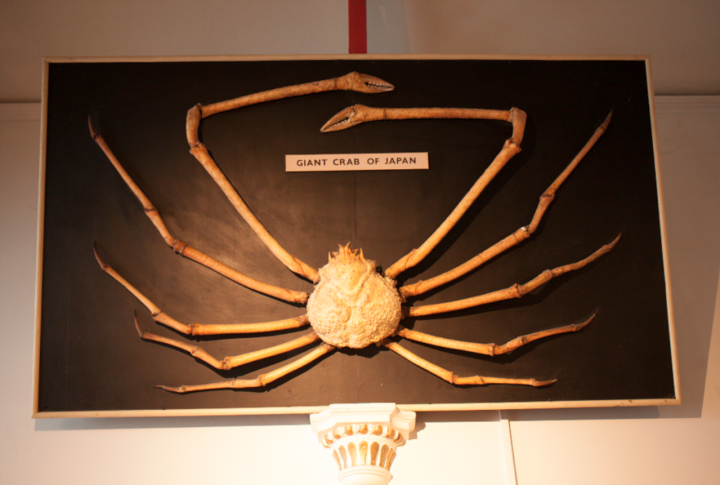 Giant Crab of Japan